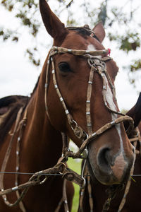 Horse and ornaments