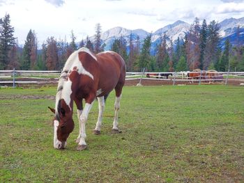 Horse grazing in field