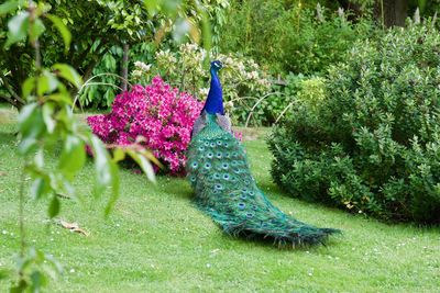 View of peacock in garden