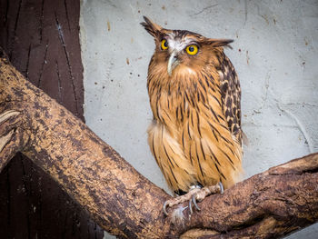 Buffy fish owl perching on branch against wall