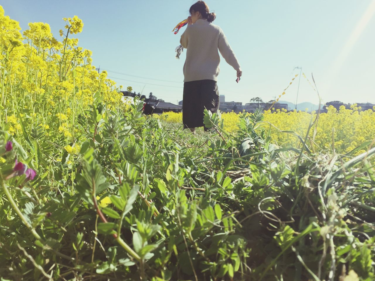 growth, field, plant, flower, lifestyles, leisure activity, agriculture, casual clothing, sunlight, nature, yellow, clear sky, standing, rural scene, beauty in nature, sky, full length, grass