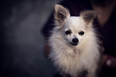 Close-up portrait of a dog