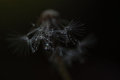 Close-up of dandelion against black background