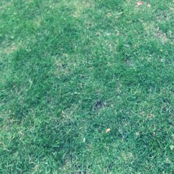 Full frame shot of plants on field