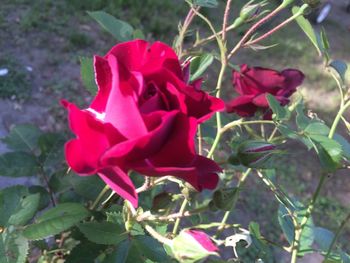 Close-up of red rose blooming outdoors