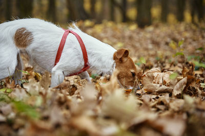 Dog walking in autumn park with leaves