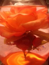 Close-up of orange rose blooming outdoors