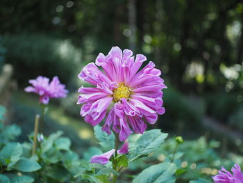 Close-up of pink flowering plant