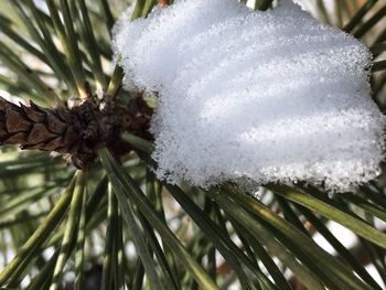 Close-up of snow on pine tree