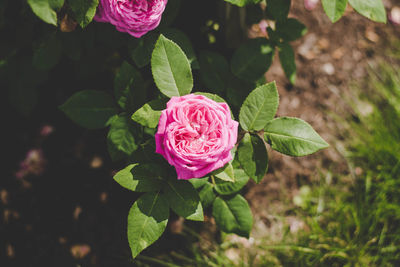 Close-up of pink flower blooming outdoors