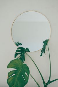 Close-up of green leaves on table against wall