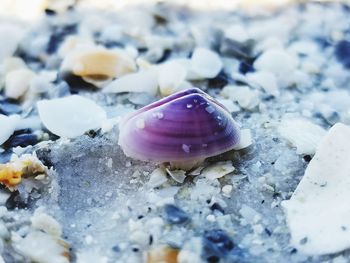 Close-up of crab on pebbles