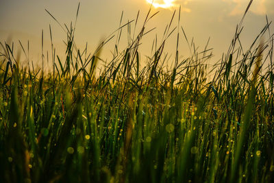 Close-up of crops growing on field against sky