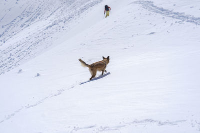 Dog on snow covered land