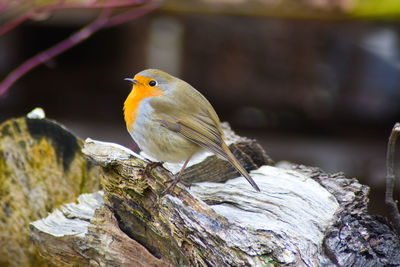 Close-up of bird perching on rock