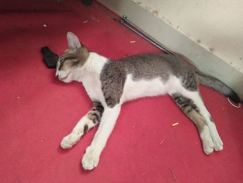 Cat relaxing on red floor