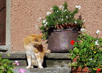 Cat sitting on potted plant
