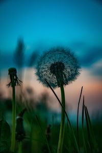 Close-up of dandelion on land against sky