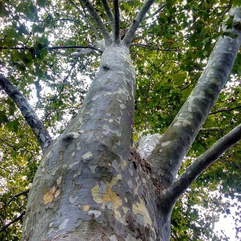 LOW ANGLE VIEW OF TREES