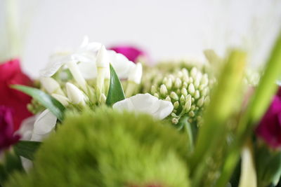 Close-up of white flowering plant