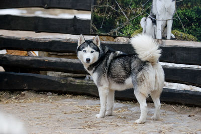 Dog standing on field