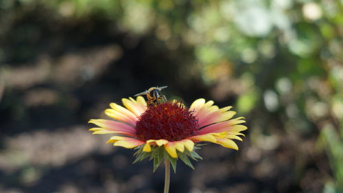 Close-up of honey bee on flowering plant