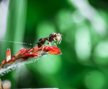 Close-up of insect on flower