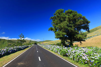 Road amidst trees against clear blue sky