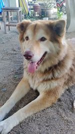 Close-up portrait of a dog