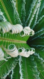 Close-up of fern leaves