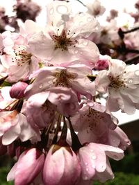 Close-up of pink cherry blossoms