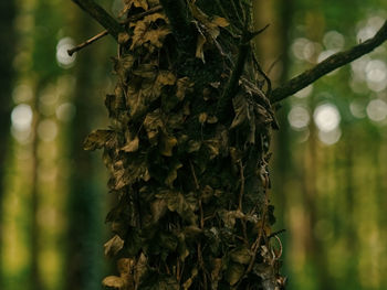 Close-up of tree trunk in forest