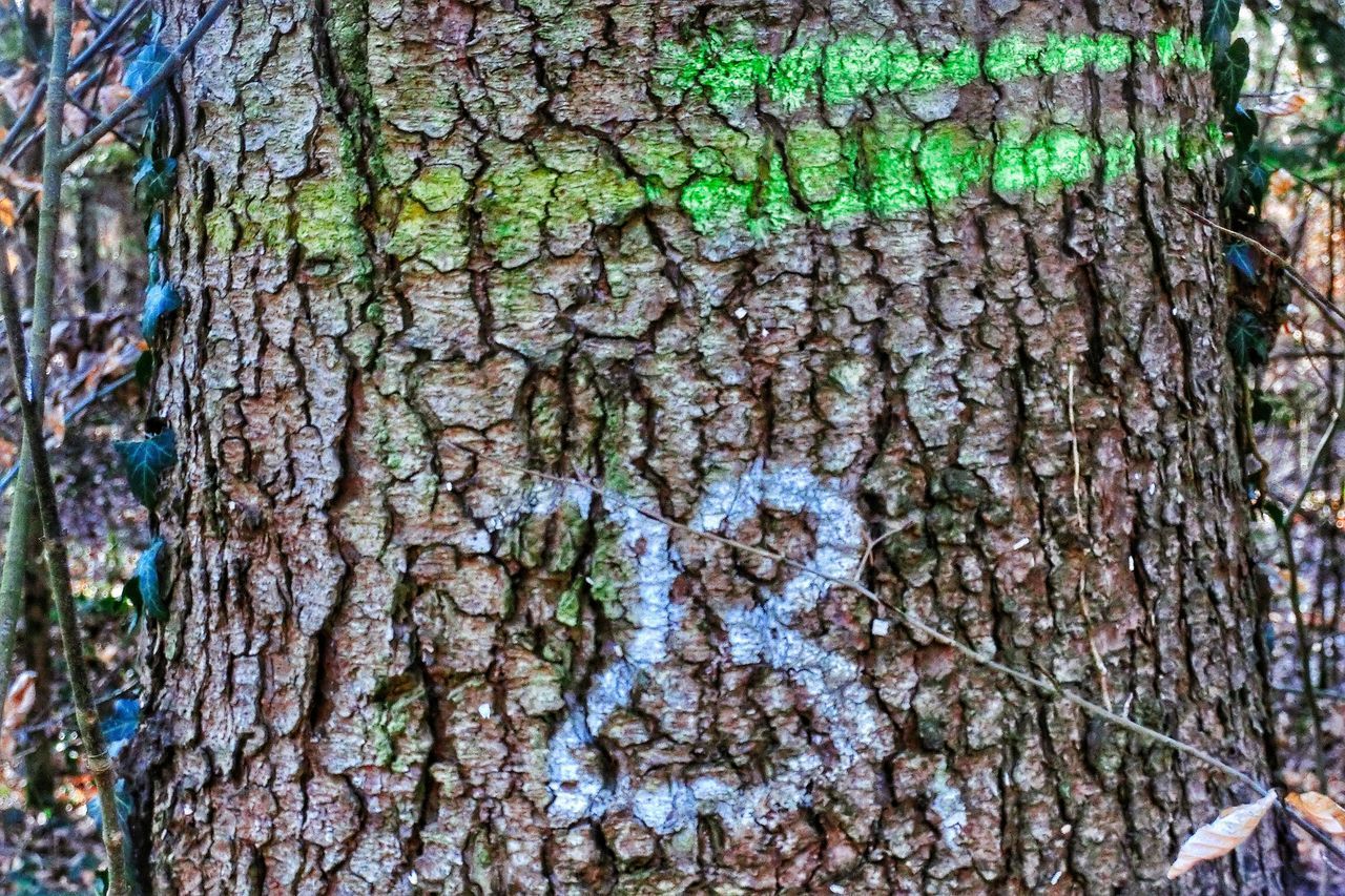 CLOSE-UP OF TREE TRUNK