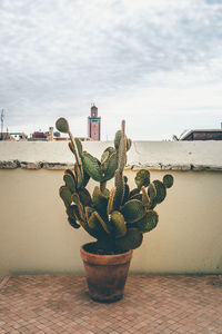 Potted cactus on terrace building against sky