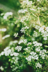 Close-up of flowering plant on field