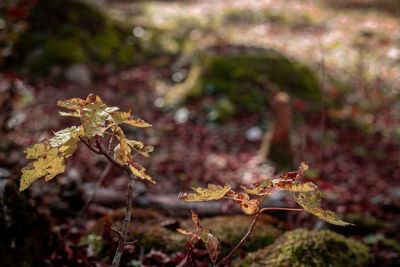Close-up of wilted plant on field