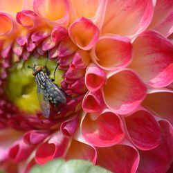 Close-up of bee on pink flower