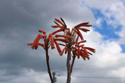 Low angle view of red flowering plant against sky