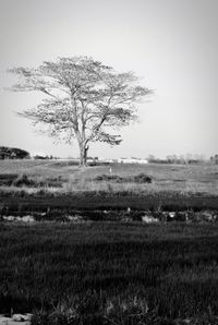 Tree on field against sky