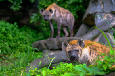 View of an animal on land