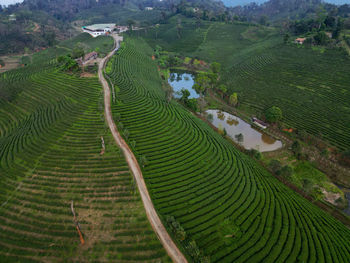 High angle view of agricultural field