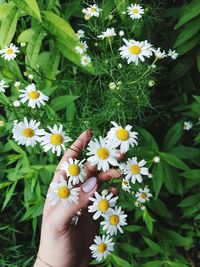 Close-up of hand holding daisy flowers