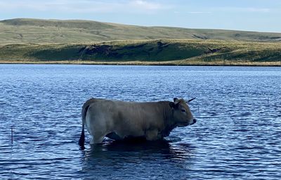 Horse in a lake