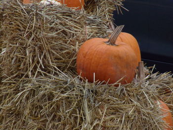 Close-up of pumpkins on hay