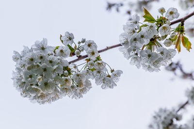 Close-up of cherry blossoms against sky