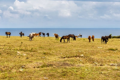 Horses on a field at cape emine