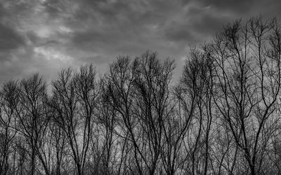 Low angle view of bare trees against sky