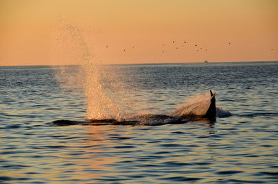 Fin whale splashing in the pacific ocean at sunset .