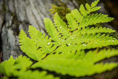 Close-up of leaves