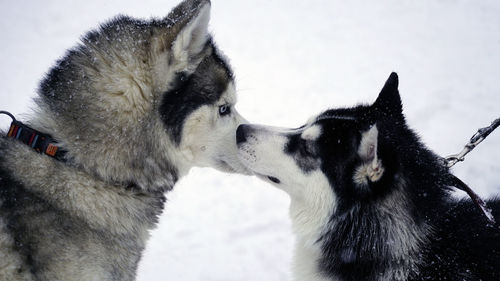 Close-up of two dogs on snow